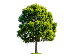 Lush green tree, isolated against a transparent background, vibrant foliage