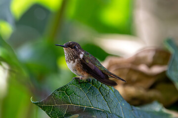 A Volcano Hummingbird in Costa Rica