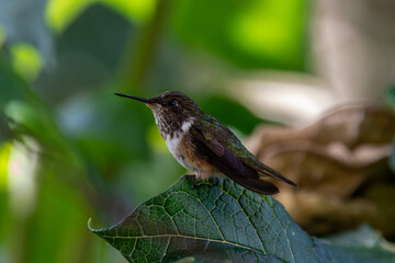 A Volcano Hummingbird in Costa Rica