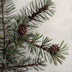 Minimal pine branch with pinecone, soft light, neutral background, winter vibes
