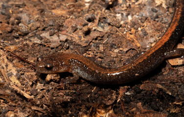 Close-up of a red back salamander (Plethodon cinereus) in the soil underneath a log. 