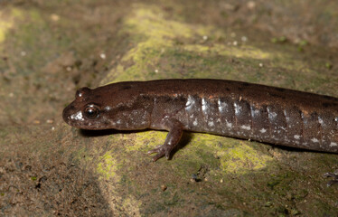 Side view of the head, limb and sides of a northern dusky salamander (Desmognathus fuscus) on a mossy rock. 