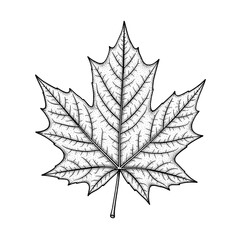 Detailed Maple Leaf Illustration in Vintage Botanical Engraving Style