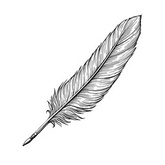 Vintage Hand Drawn Feather Illustration | Quill Pen Design | Elegant Nature Bird Feather Sketch