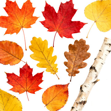 autumm leaf isolated on white