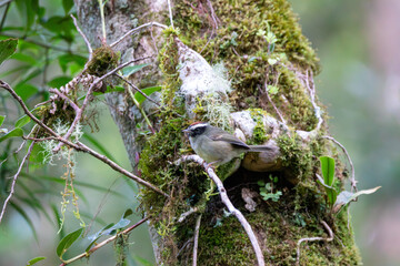 A Black-cheeked Warbler in Costa Rica