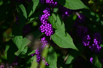 Callicarpa dichotoma (Japanese beautyberry) berries. Japanese name 'Komurasaki'. Lamiaceae deciduous shrub. The berries ripen to a beautiful purple color in autumn.