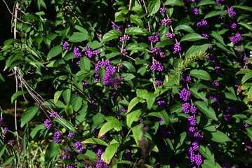 Callicarpa dichotoma (Japanese beautyberry) berries. Japanese name 'Komurasaki'. Lamiaceae...