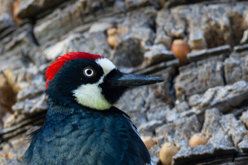 Close view of 	an acorn woodpecker on a palm tree full of the acorns he stores for the winter 