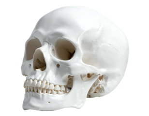 Isolated, pristine white skull with teeth visible from a three-quarter side view