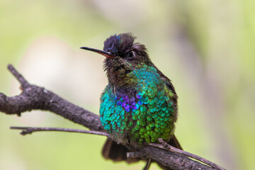 A Fiery-throated Hummingbird in Costa Rica
