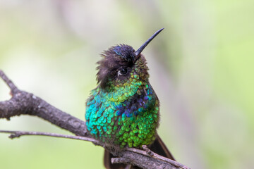 A Fiery-throated Hummingbird in Costa Rica