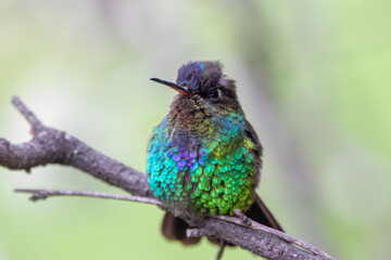 A Fiery-throated Hummingbird in Costa Rica
