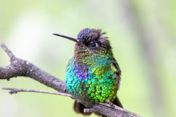 A Fiery-throated Hummingbird in Costa Rica