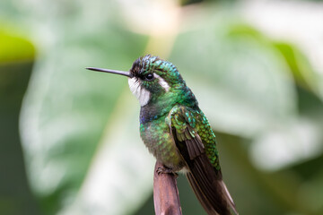 A White-throated Mountain-gem in Costa Rica
