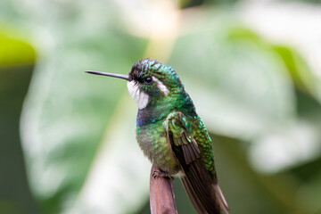 Fototapeta premium A White-throated Mountain-gem in Costa Rica
