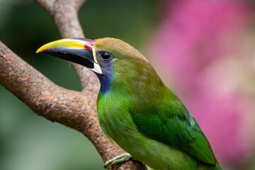 A Northern Emerald-Toucanet in Costa Rica