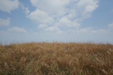 Fototapeta premium Dry, golden grass field under a partly cloudy sky