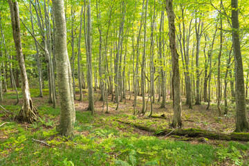 Luminous Rows of Slender Japanese Beech (Fagus crenata) Trees in Early Autumn Forest