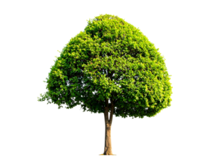 Isolated tree with full, green canopy shaped like a heart, standing tall and proud