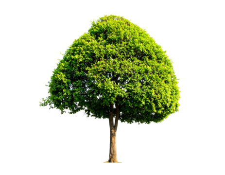 Isolated tree with full, green canopy shaped like a heart, standing tall and proud