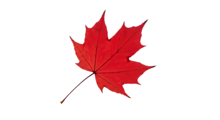 A red maple leaf against a png transparent.
