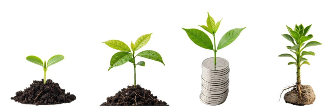 A collection of four green plants growing from soil, with one plant on top of a stack of coins.