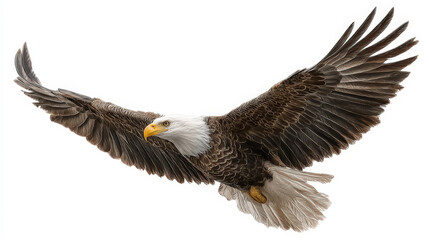 Fototapeta premium Majestic bald eagle in flight with wings spread wide against a clean white background