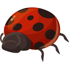 Detailed illustration of a red ladybug with black spots isolated on a transparent background showcasing its segmented body and legs with a focus on natural insect details and bright red coloration