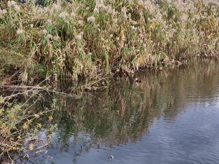 A pond with a duck in the water. The water is murky and the duck is swimming. The reflection of the duck can be seen in the water