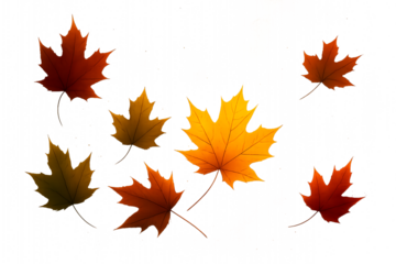 Vibrant autumn maple leaves captured in a dynamic display of reds oranges and yellows on a dark backdrop showcasing seasonal beauty and natural textures.