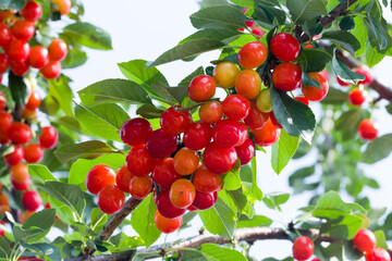 Fresh Red Cherries Fruit Close Up on Prop
