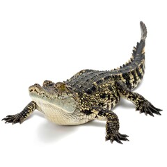 Dwarf Crocodile Isolated on White Background, Close-Up View.