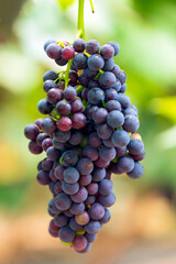 Ripe Grapes in Orchard Close Up Harvest Scene