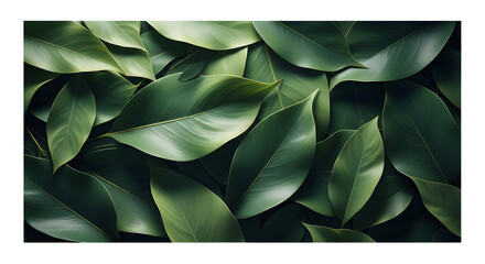 Fototapeta premium A beautiful top-down view of lush, overlapping dark green leaves creating a natural background.
