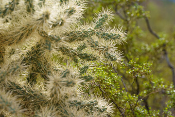 Backlit photo of cholla cactus spikes in the Arizona desert