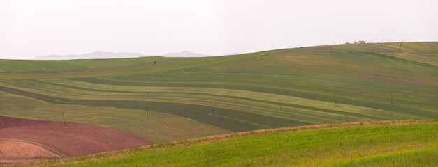 Green fields of young wheat in the mountains.