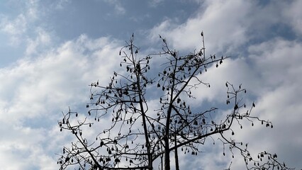 silhouette of a tree with blue sky and white clouds as a background