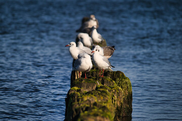 Ptaki na falochronach na tle morza © Dariusz