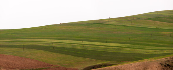 Obraz premium Green fields of young wheat in the mountains.