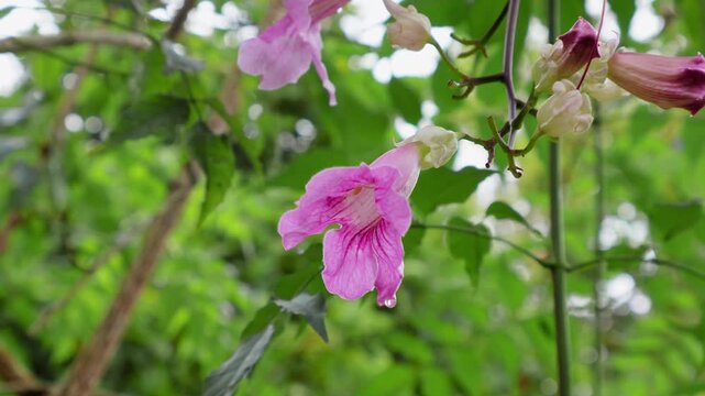 Close-Up of Pink Trumpet Vine Flower After Rain in Morning Light