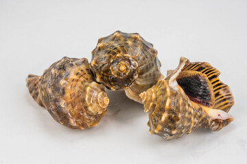 Sea Conch Fresh Seafood Shell Close Up on Ice