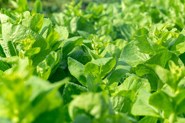 Baby Bok Choy Fresh Leafy Greens Vegetable