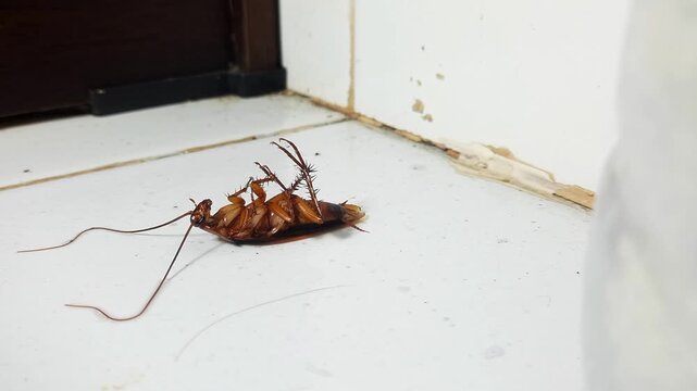 Footage of a cockroach convulsing and dying after being sprayed with pesticide on a floor