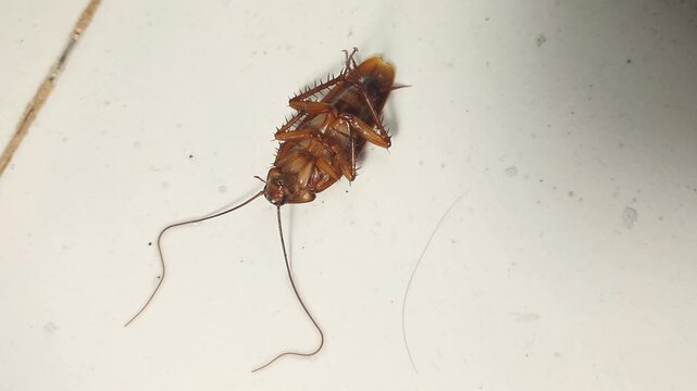 Footage of a cockroach convulsing and dying after being sprayed with pesticide on a floor