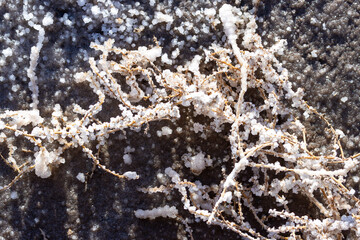 salt encrusted foliage