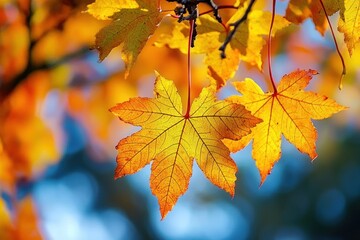 Close-up of vibrant yellow and orange maple leaves glowing in sunlight against a blurred blue and green background, evoking a warm autumn atmosphere
