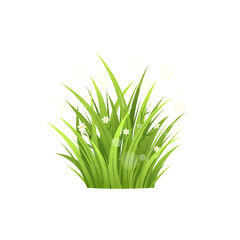 green grass isolated on white