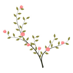A young rose bush with blooming light pink roses. Vector illustration on a white background.
