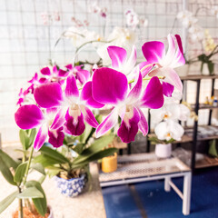 A beautiful mix of purple and white orchids blooming together. Vibrant purple and white orchids creating a striking floral display. Stunning orchid blend of purple and white blooms in a lush garden